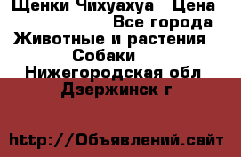 Щенки Чихуахуа › Цена ­ 12000-15000 - Все города Животные и растения » Собаки   . Нижегородская обл.,Дзержинск г.